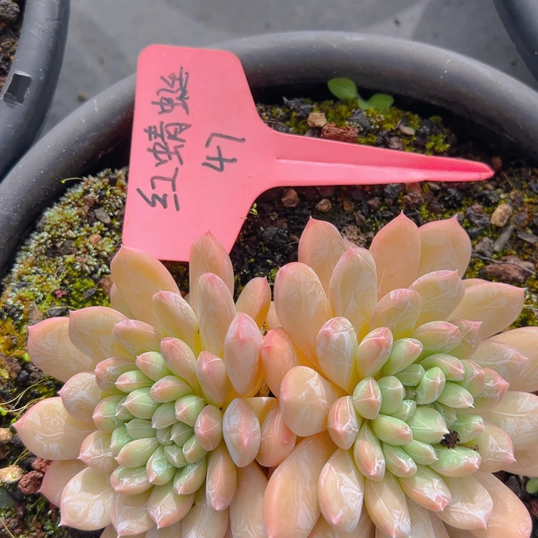 福利来啦来啦来了