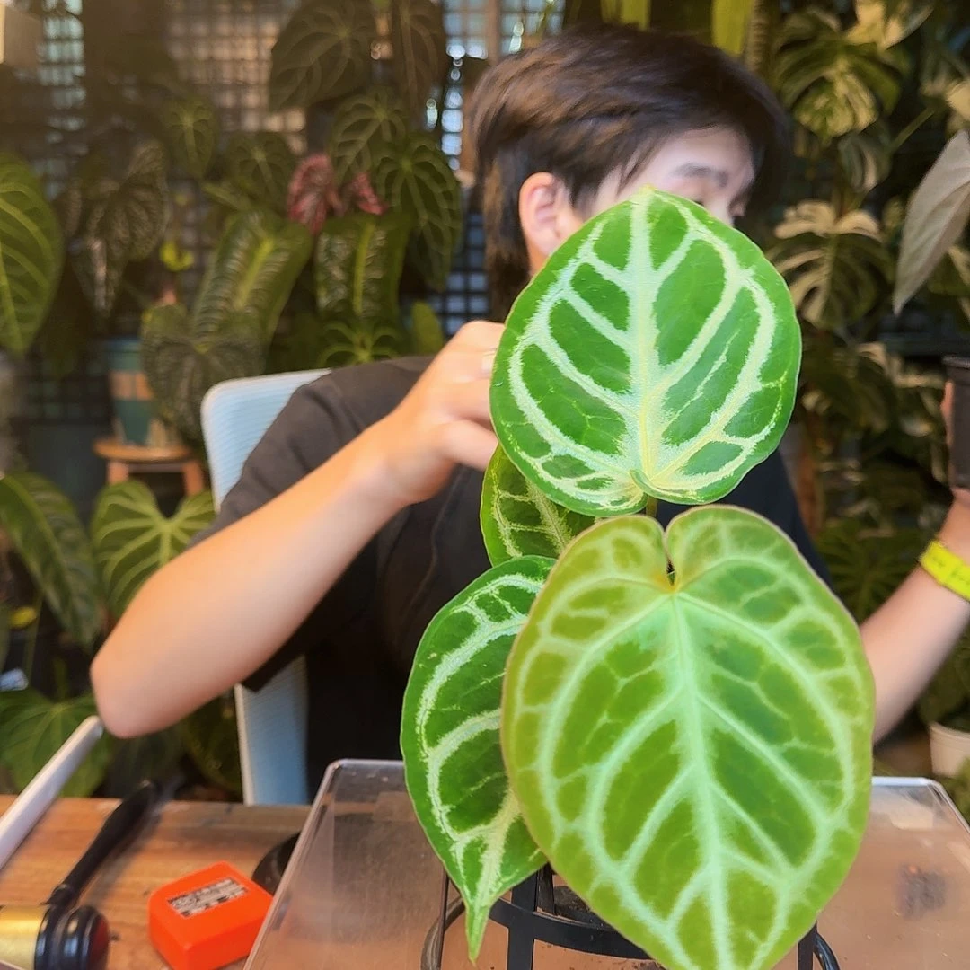 完全开放J51铜锣烧