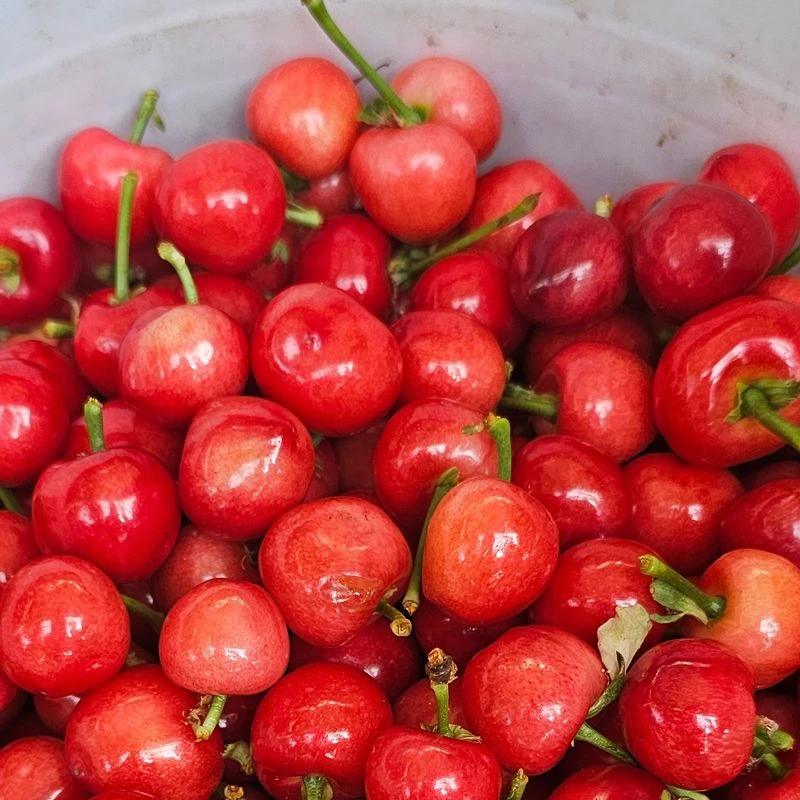 【现摘】新鲜布鲁克斯樱桃山东直发顺丰空运一整箱J5斤 内附果径卡