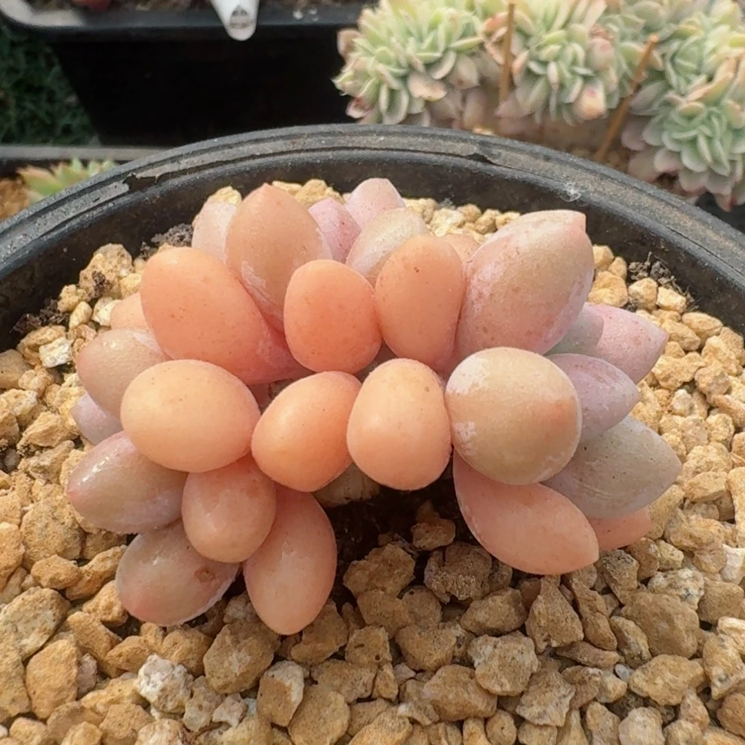 1701一物一拍（满28包邮