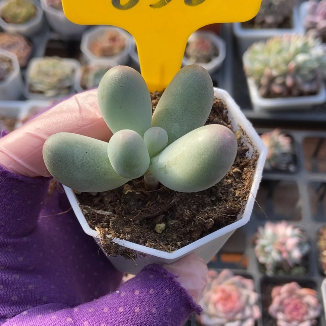 858米可奶多肉植物保护