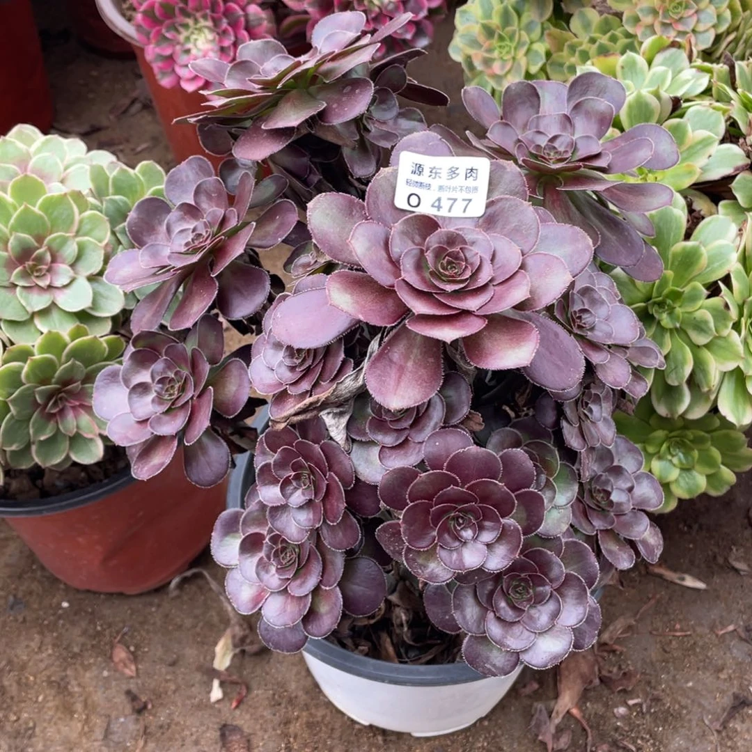 477黑豆多肉法师断枝不包