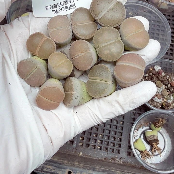 不是很冷哦还是在上班了呢嘛183