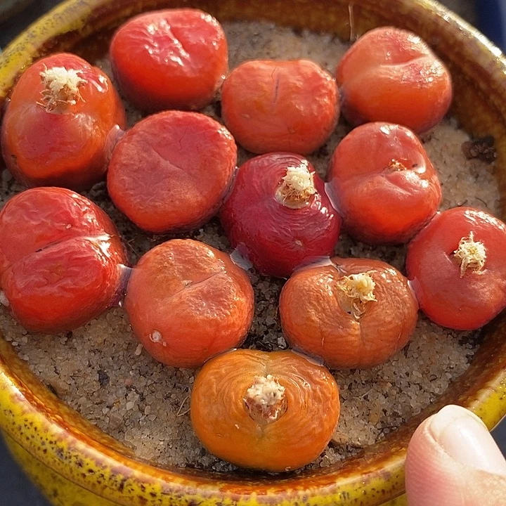 正版水蜜桃母本一颗有伤