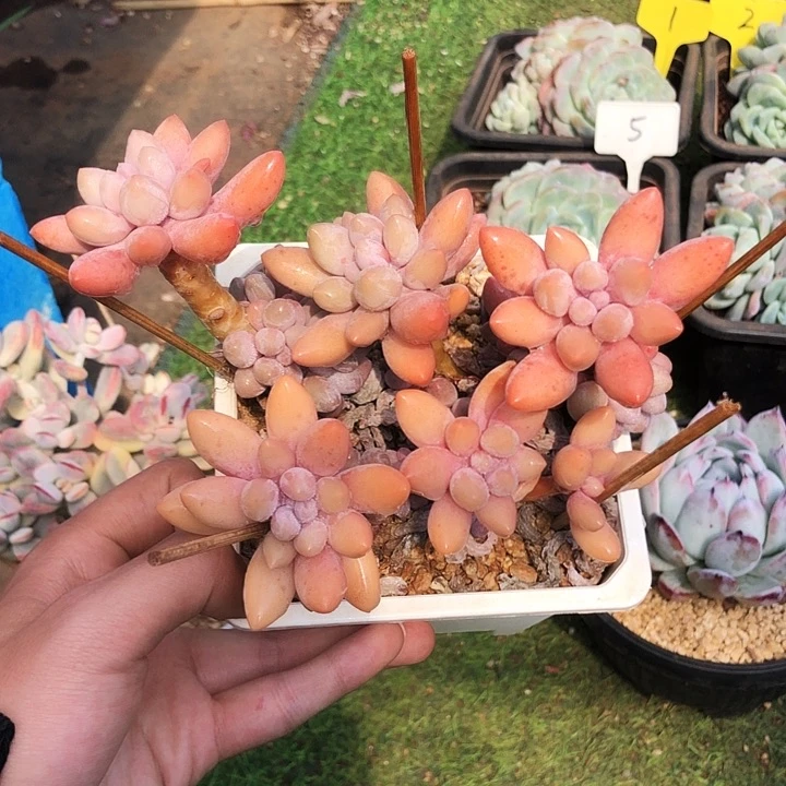 香水手指4年老桩多肉植物