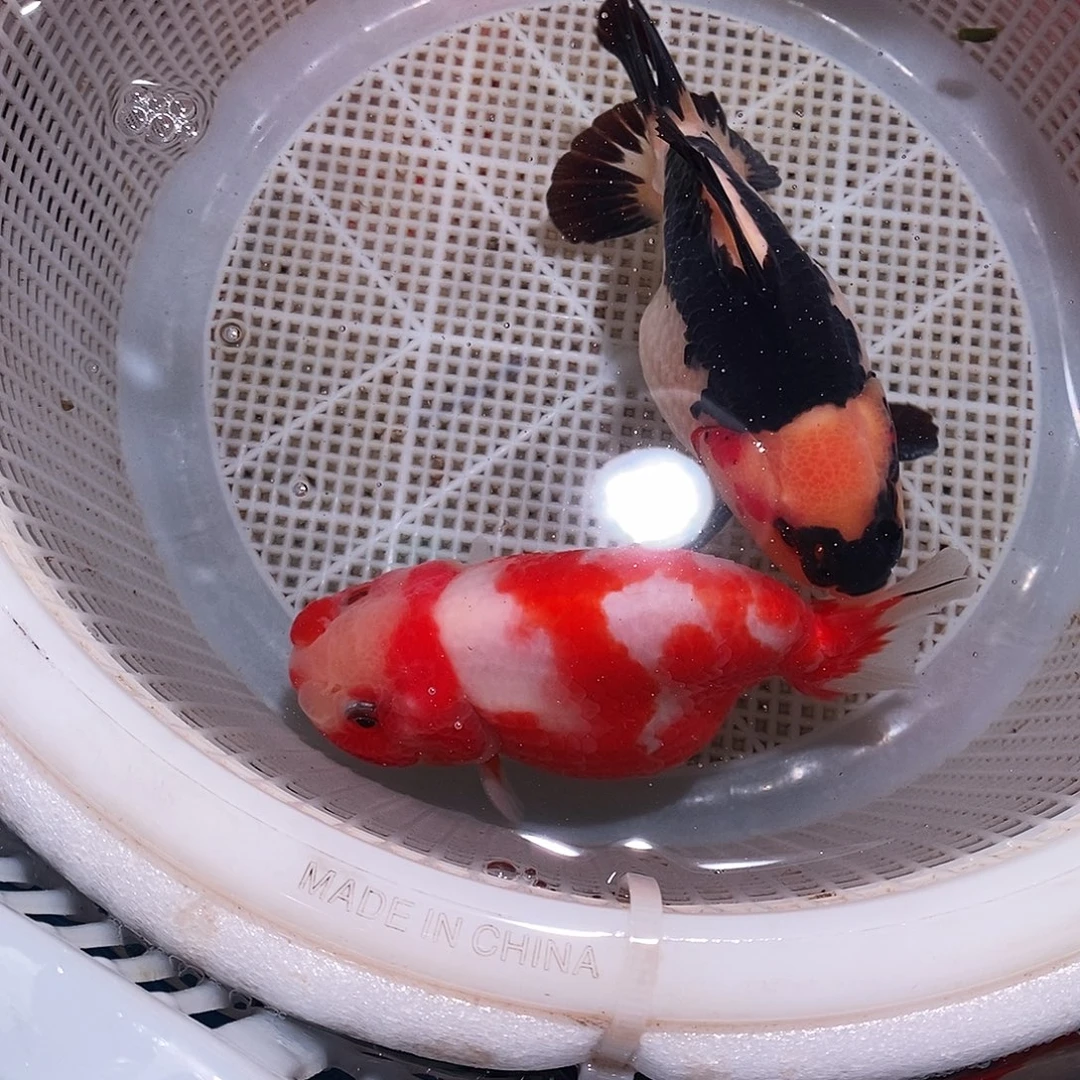 A***.海水鱼2条一个包裹