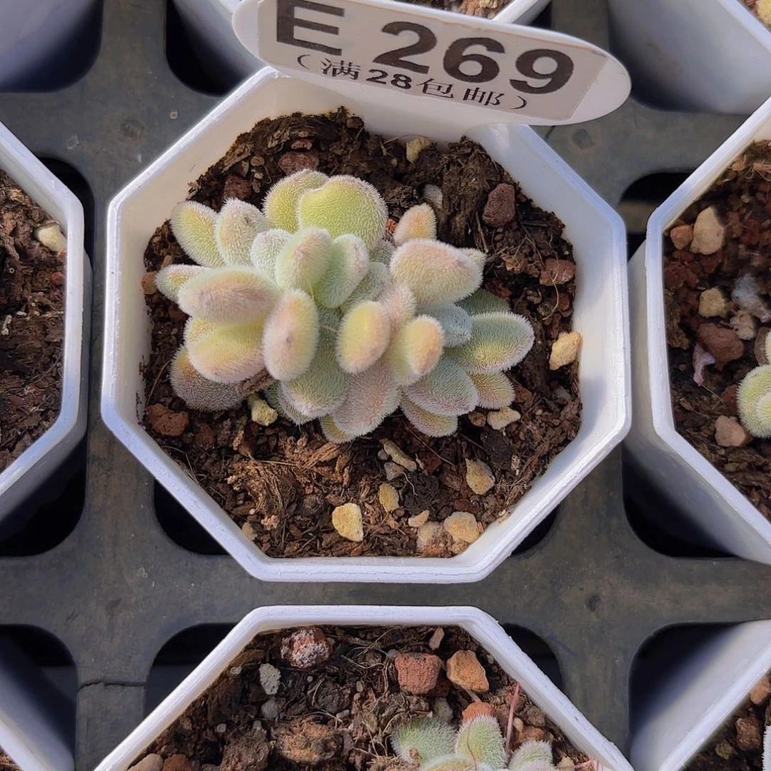 E269雪晃星缀一物一拍