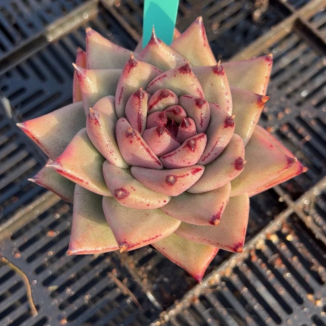 从前慢多肉精选编号0210.56