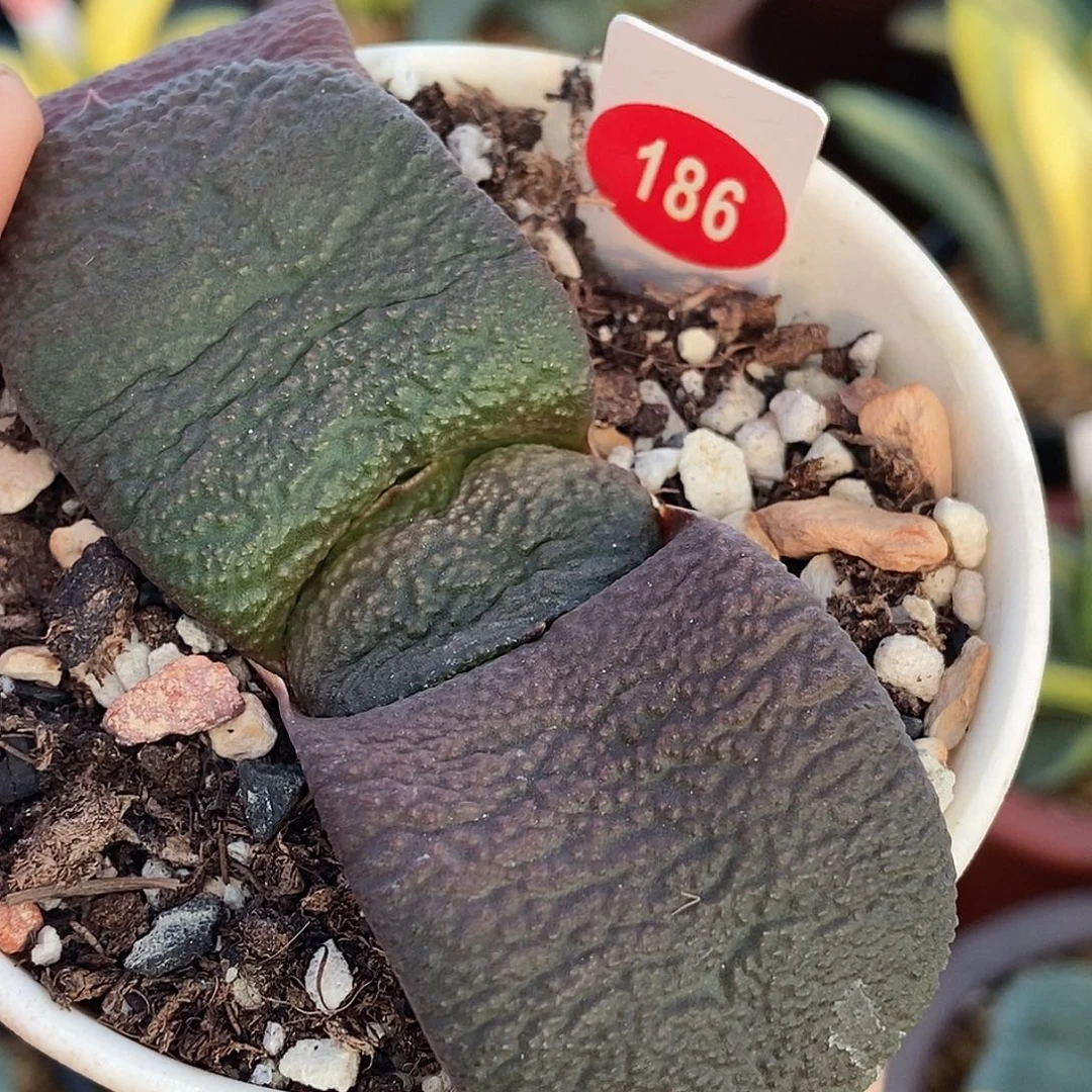 九***天186卧牛实生带盆发货