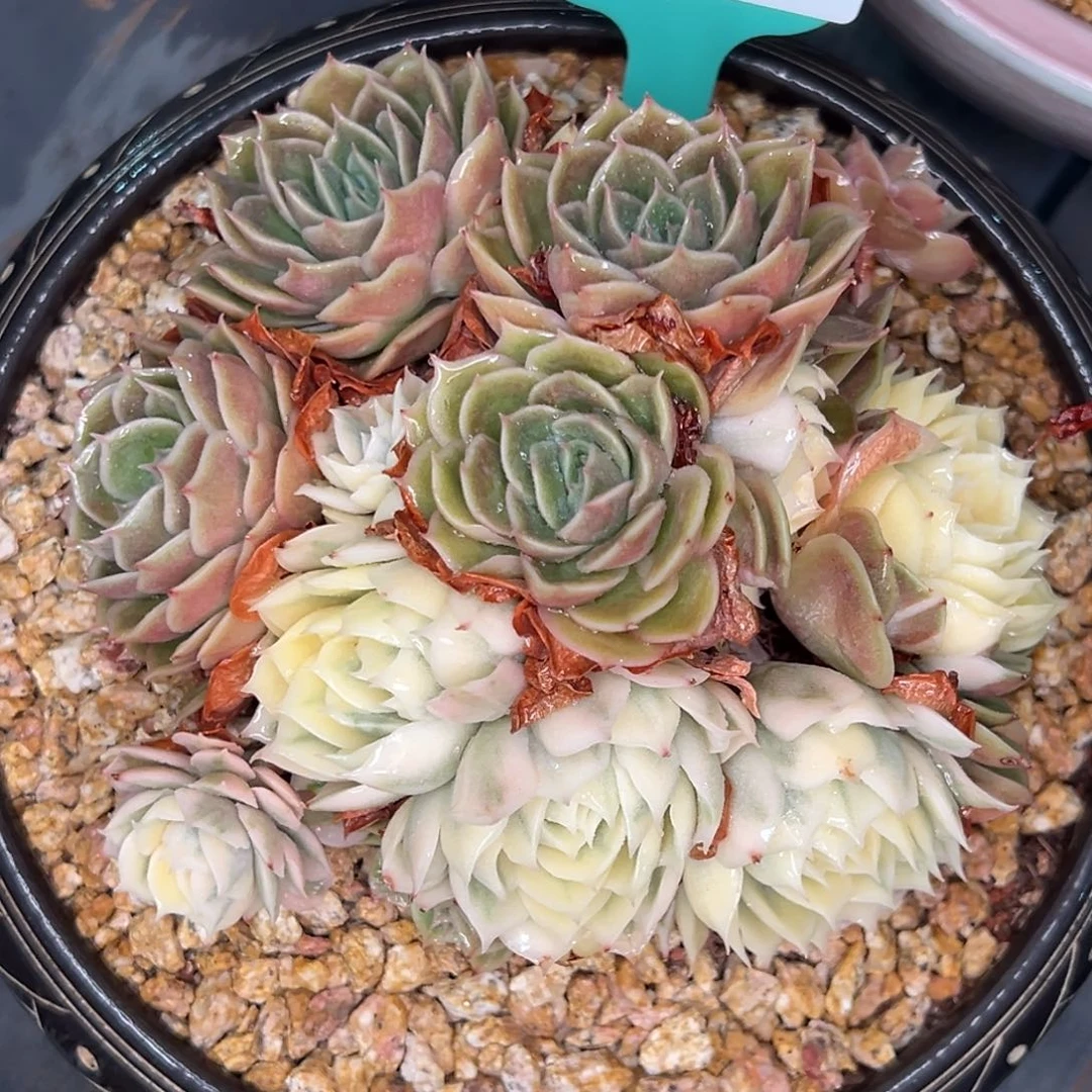 从前慢多肉精选编号0608.69