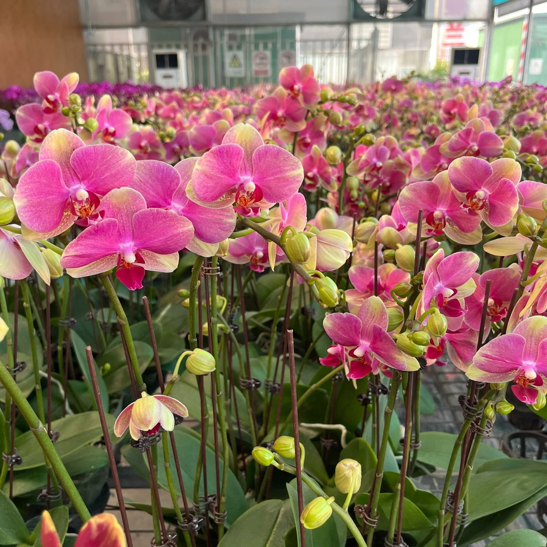 A10【多彩蜜桃】精品蝴蝶兰室内盆栽