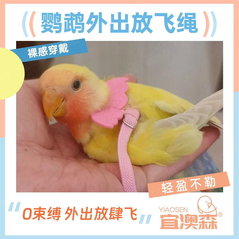 鹦鹉飞行绳超轻牵引绳放飞绳牵引绳外出绳飞行背带遛鸟绳溜鸟神器