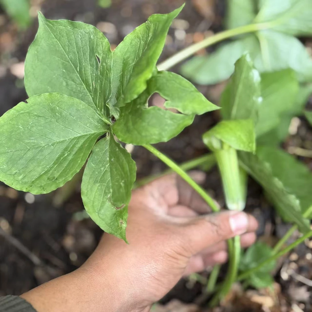 纯野生现采现摘半夏，（非人工种植）现采现摘发货不退