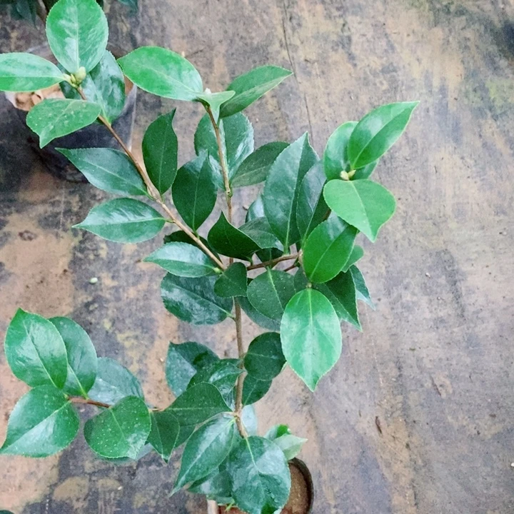 完全开放叶子带齿花瓣带齿