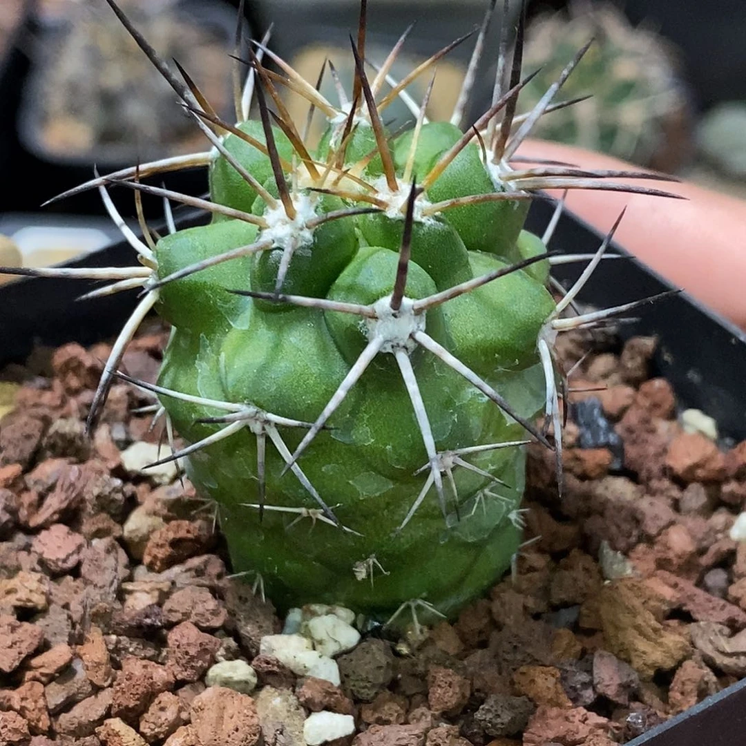 孤品实生特选株豪刺阎罗玉4cm左右