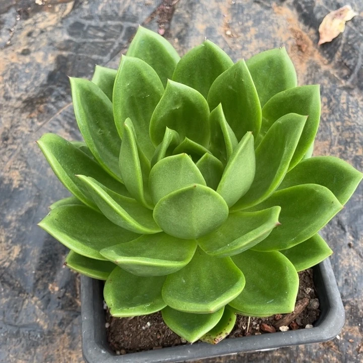 翠花一物一拍多肉