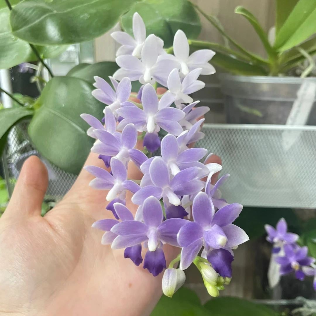 2.8寸杯不带花剑带花牌爆根《蓝星》蝴蝶兰花苗目前没有开花