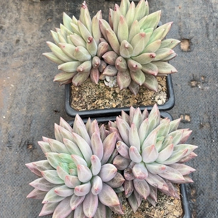 水晶球双头精品多肉