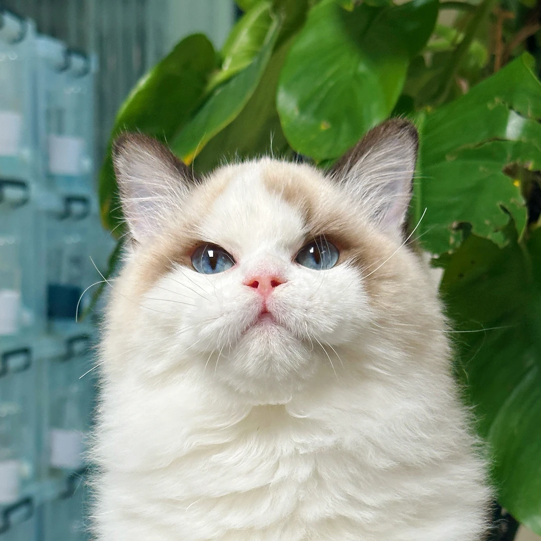 来了姊妹-海双布偶猫-妹妹-2604