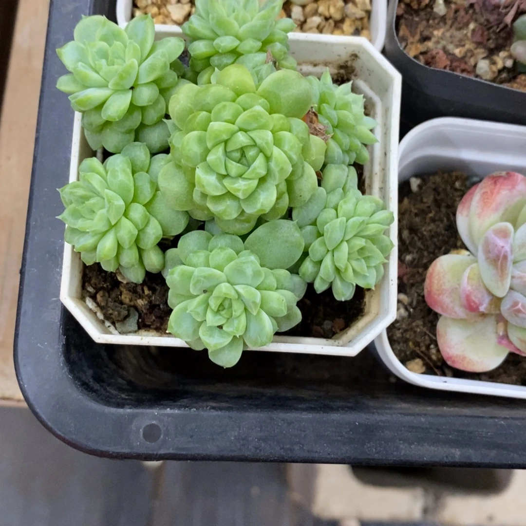 精品多肉一物拍不包整39