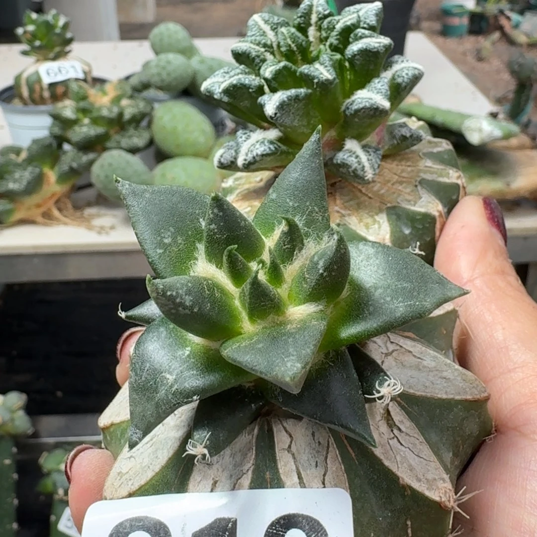 【闪购商品】无花朵福利两颗牡丹812.815