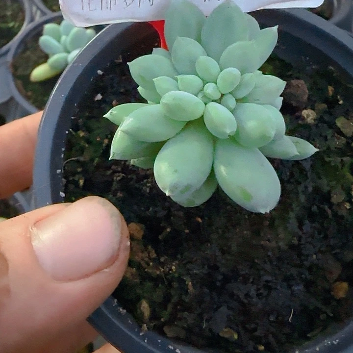 用***2海豚体哥特缀小1127多肉植物