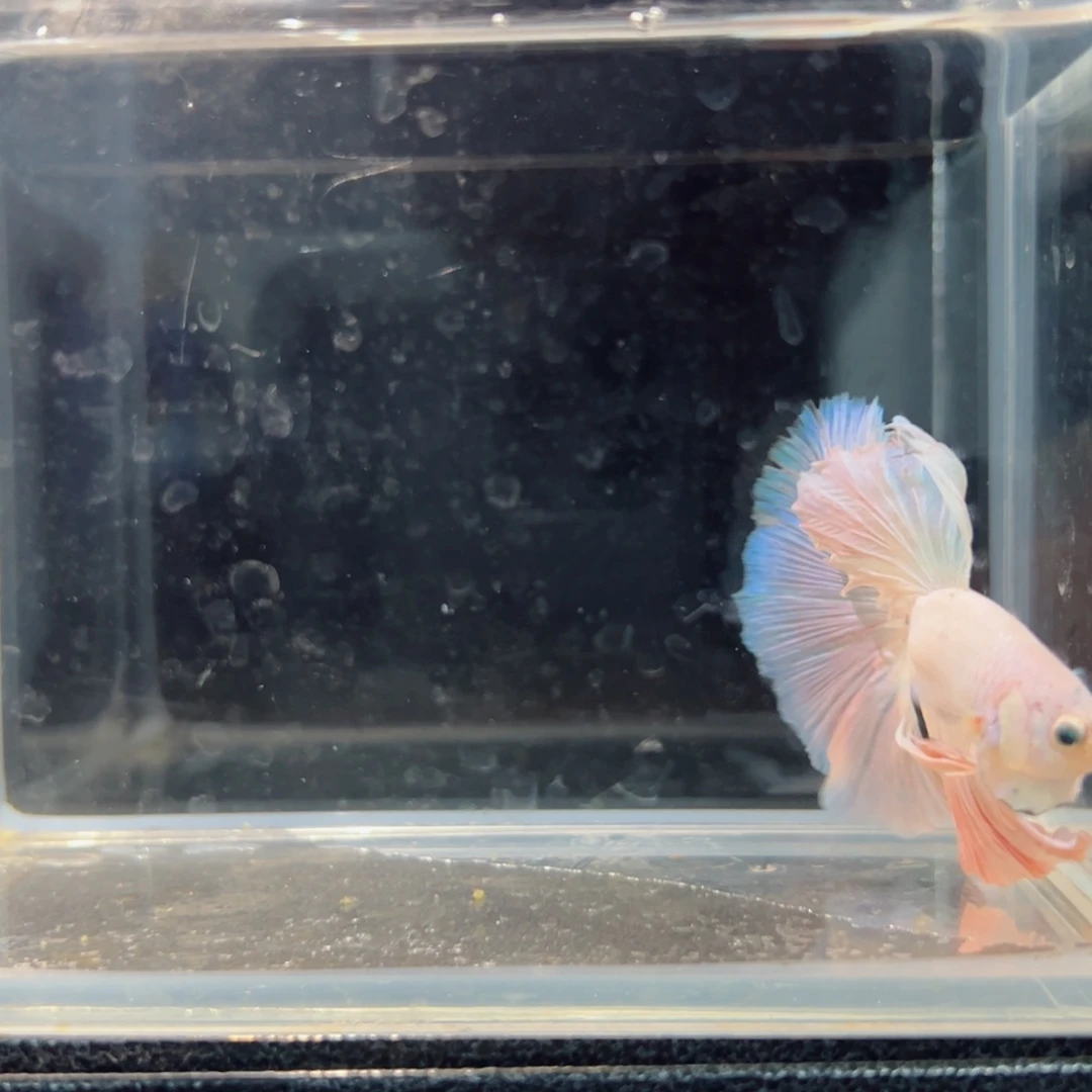 斗鱼浅色仙仙裙特殊尾