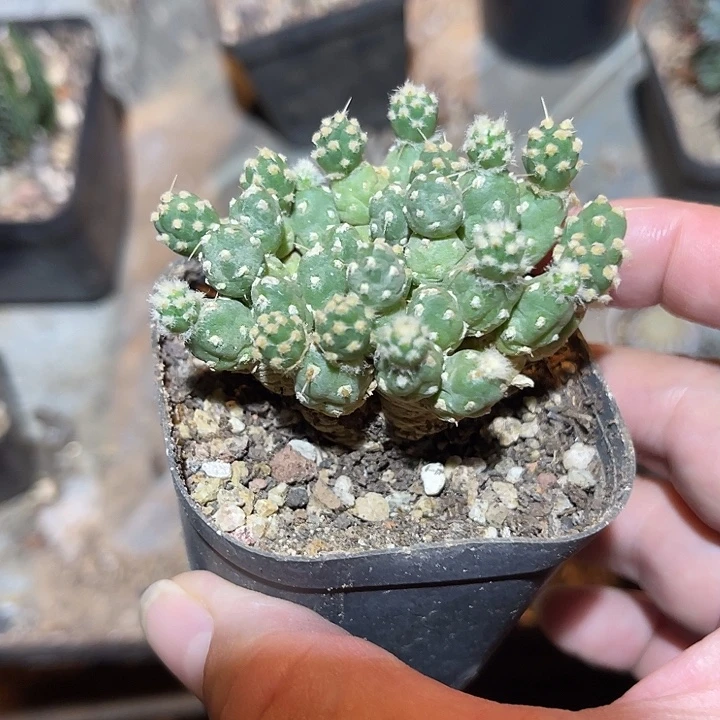 无花朵罗西安娜一物一拍下单包邮