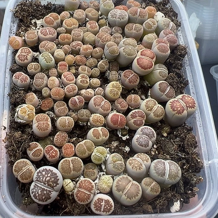 506开播福利小美菊111