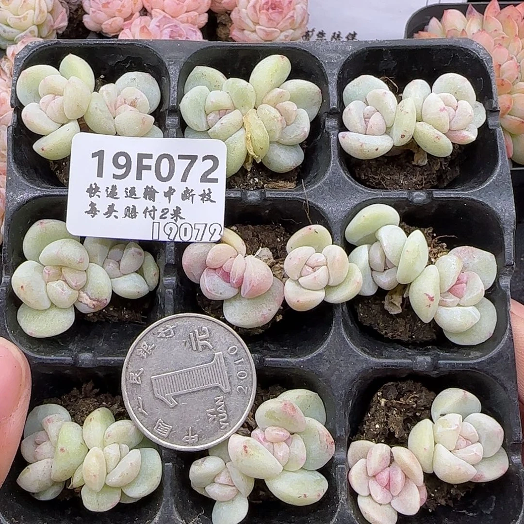 072白体石化冰玉不保整