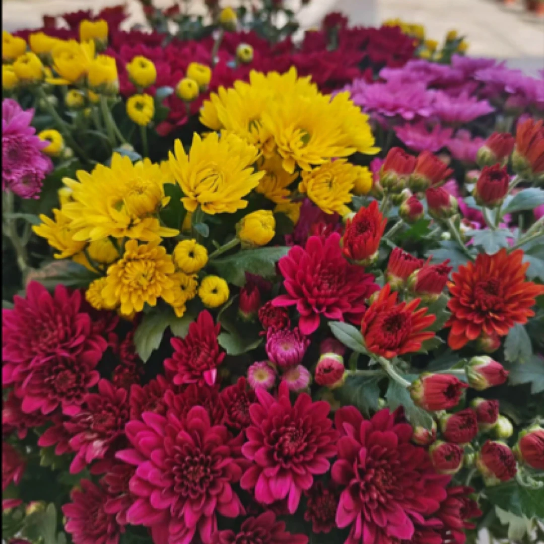 【彩球菊】一盆多色花型圆润好养易爆花阳台庭院