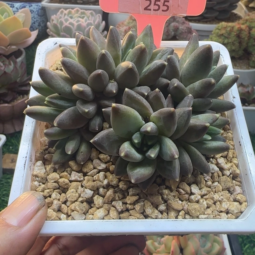 锦安精品多肉植物255