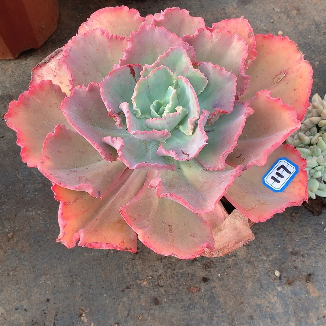 117舞会一物一拍多肉