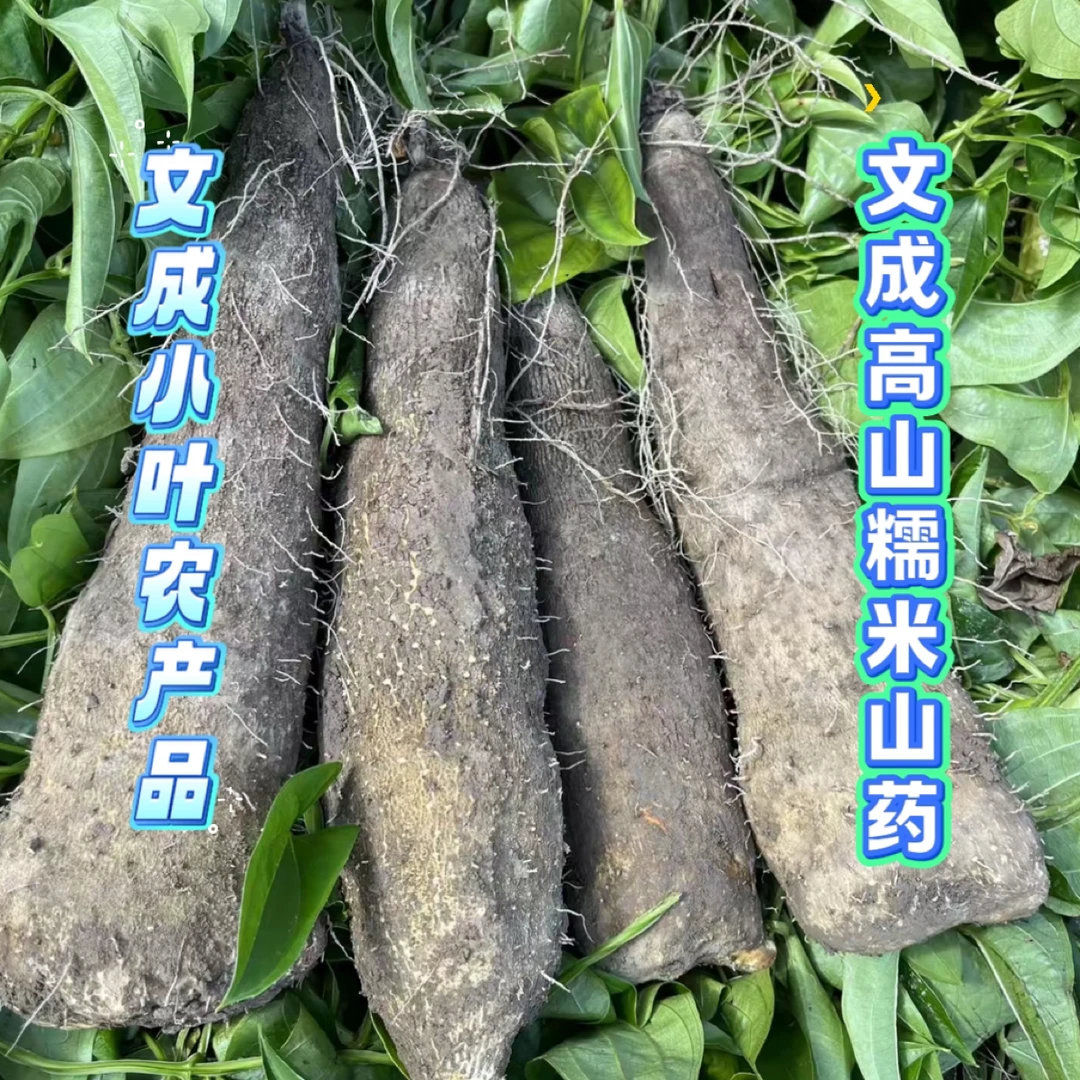 文成高山糯米山药文成小叶农产品