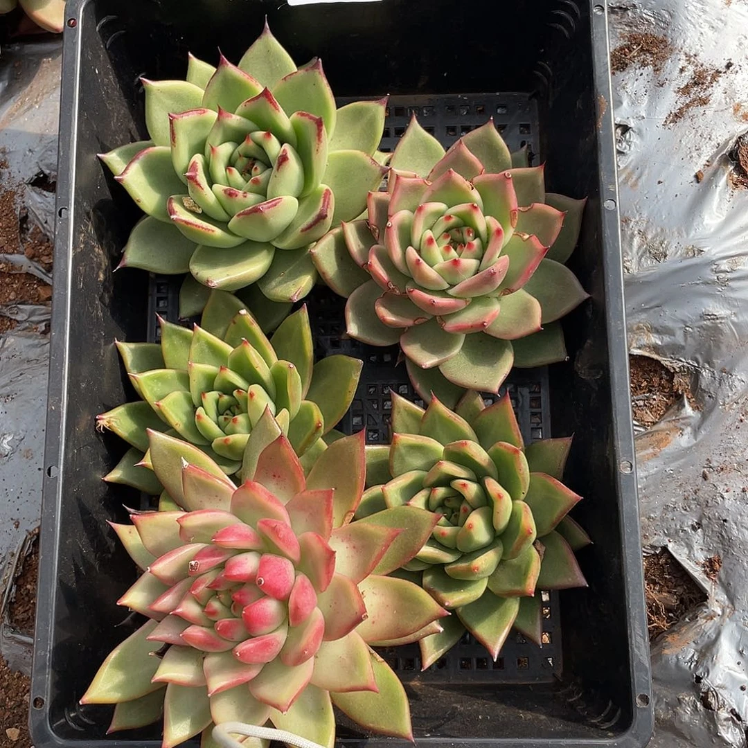 若如东云单拍E678