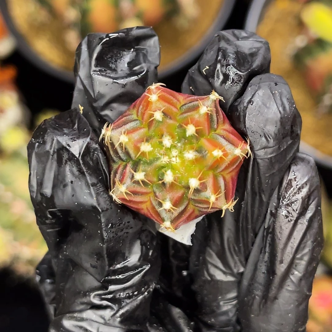 乌贼b基因 一物一拍