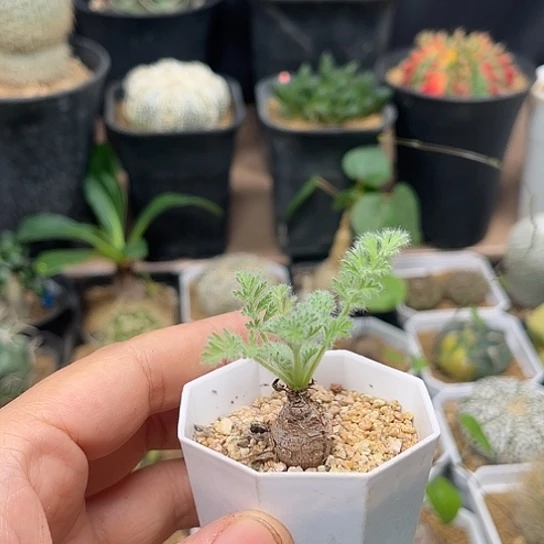 无花朵羽叶洋葵一颗