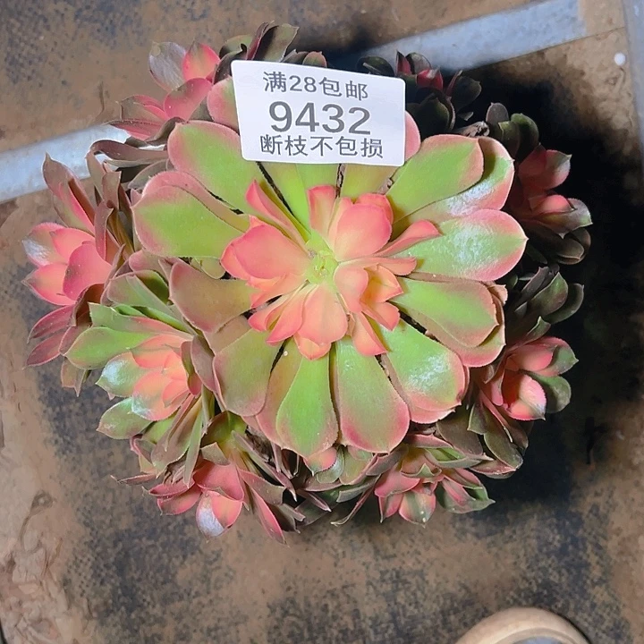 9432香妃多肉植物