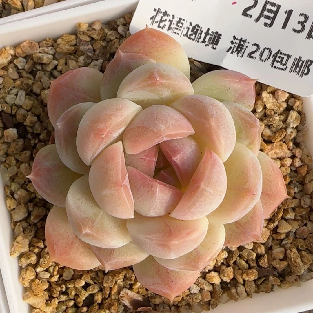 花语逸境0213-，90