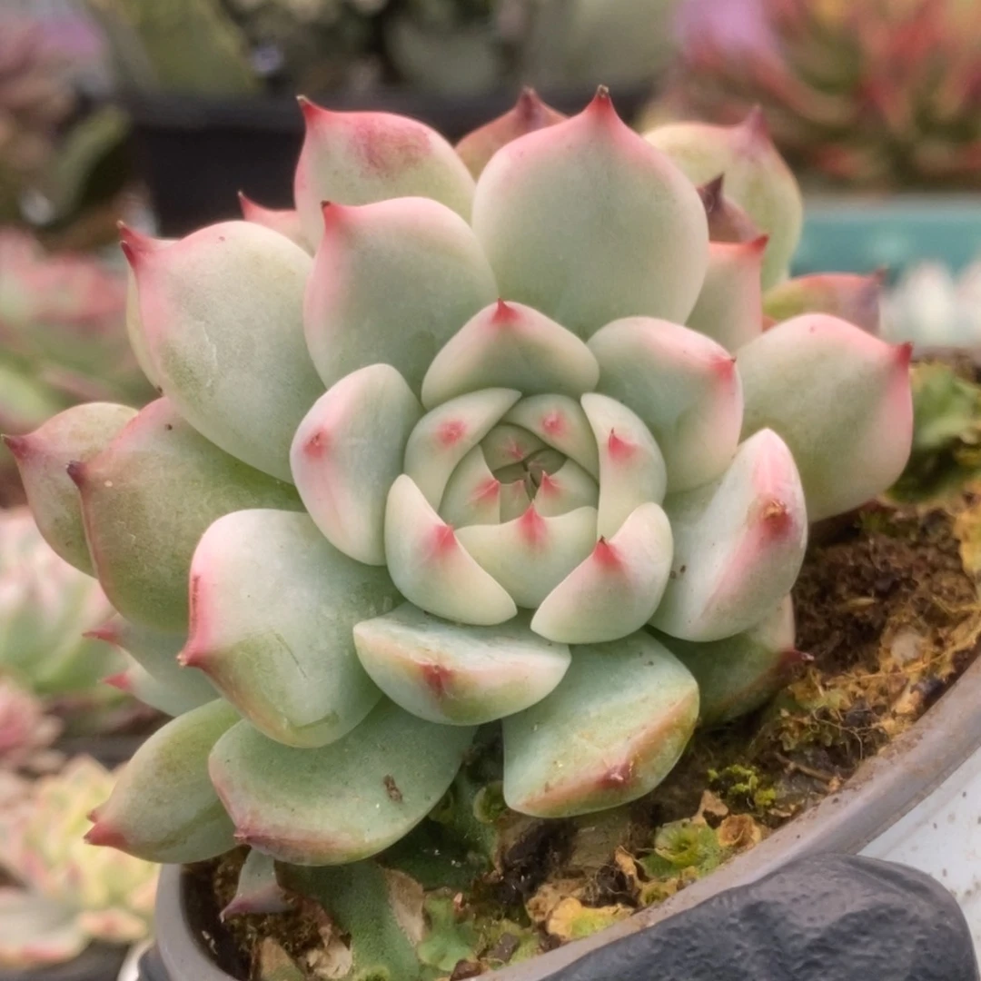 626锦锦锦锦锦锦锦