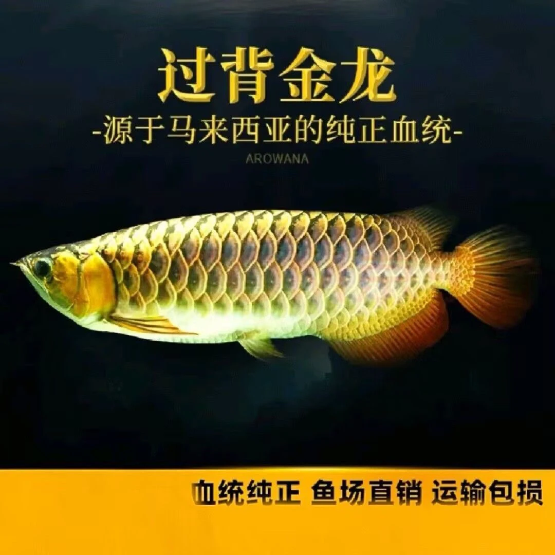 马来西亚进口过背金龙鱼蓝底过背金龙