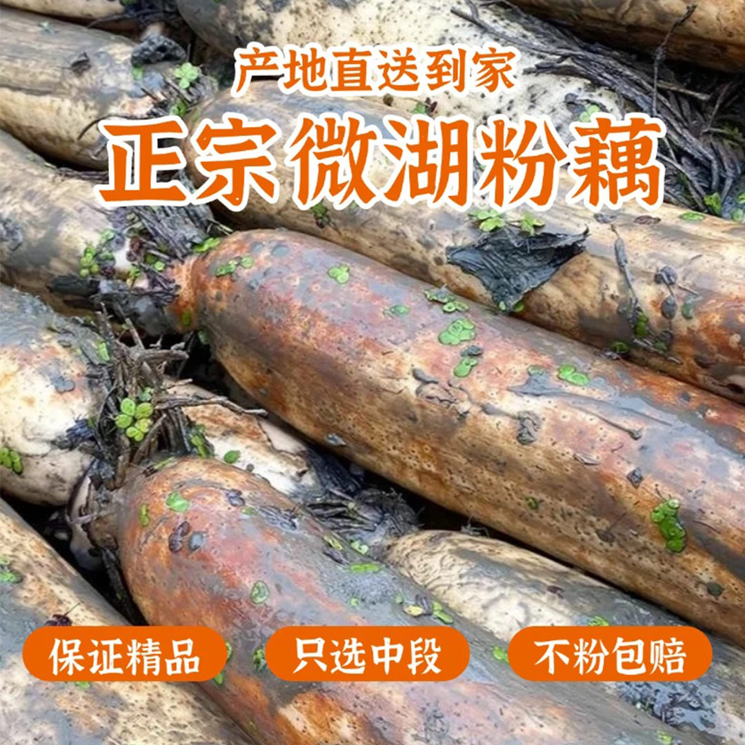 正宗白莲藕新鲜现挖山东农家特产不泡药不漂白带泥九孔藕3斤/5斤