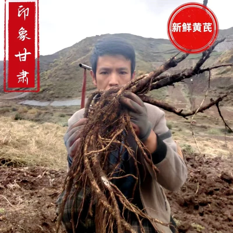 甘肃岷县新鲜黄芪农户自家种植现挖现发滋补佳品