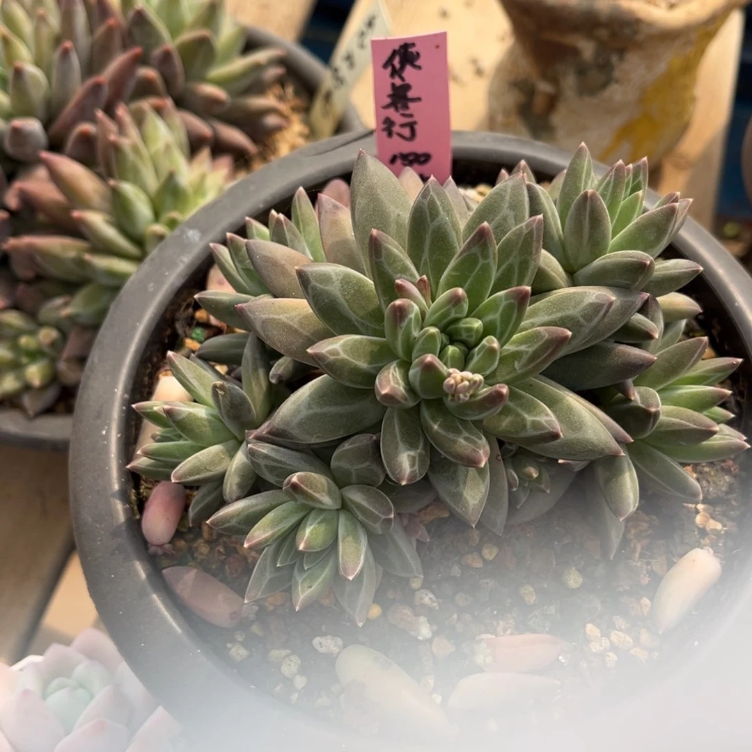 多肉植物的繁殖方式