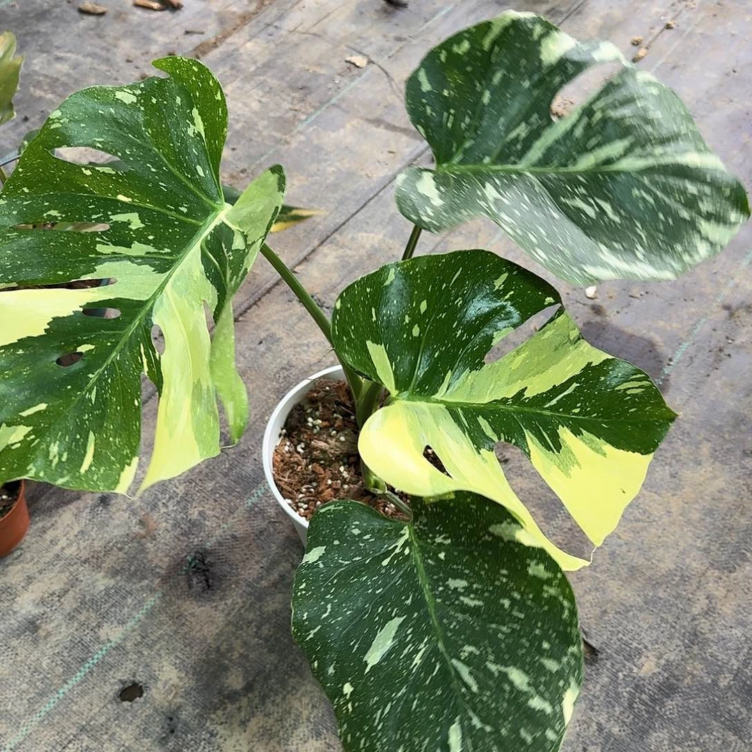 无花朵S****E特殊洒金底座H13