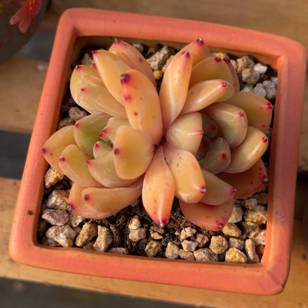 ⭐️**677676766868868656