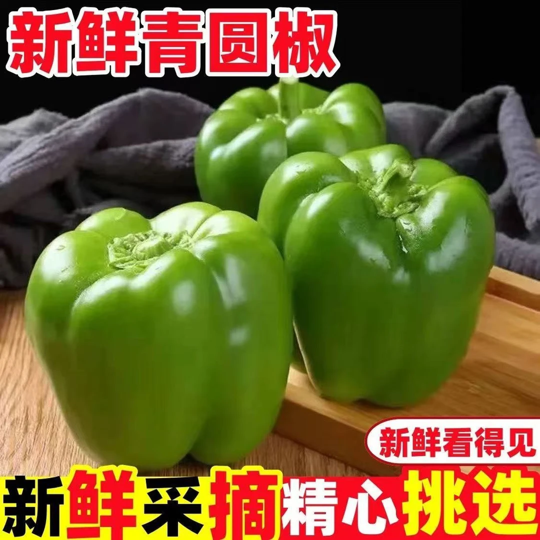 海南新鲜 大菜椒 大椒 灯笼椒 柿子椒 辣椒 现摘现发