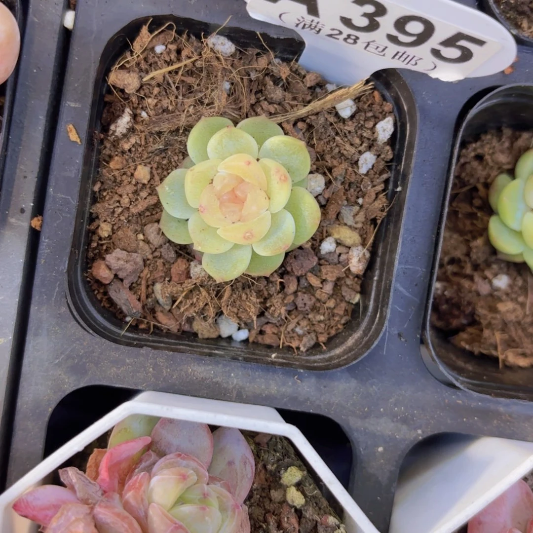 A395无尽灯一物一拍