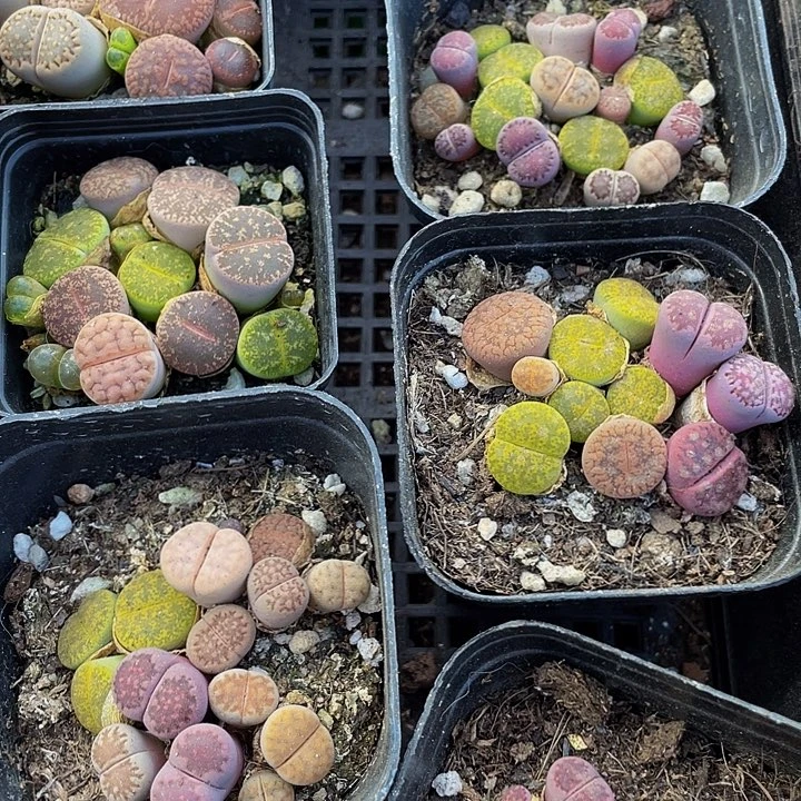 生石花3.8带盆土