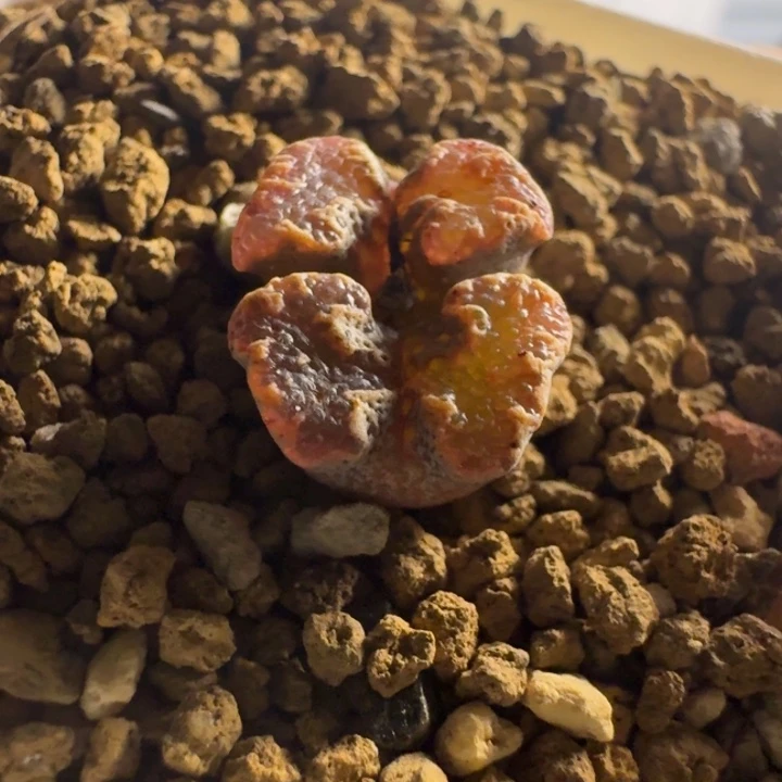 185......多肉..........